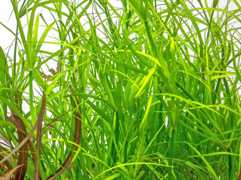 Kriechende Binse - Juncus repens in vitro